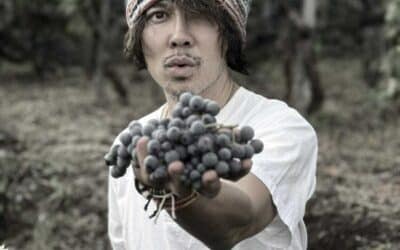 Ny allokation fra Sciara – Unikke vine fra Etna!